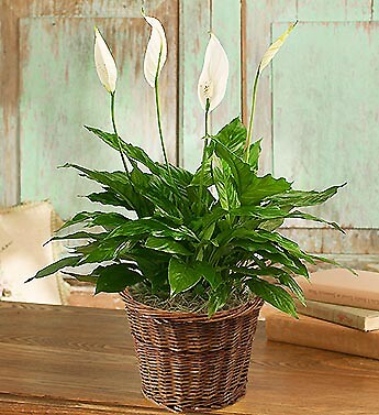 Spathiphyllum Plant