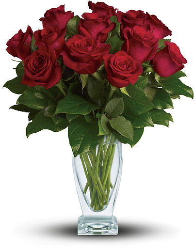 Rose Classique - Dozen Red Roses